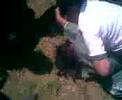 peleas de bugambilias 2