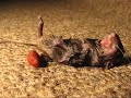 Mouse with bot fly & eyeball ( remake )