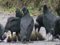 Black Vultures Black Vultures