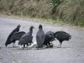 Black Vultures