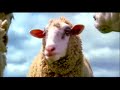 Happy Cows - Sheep Escape