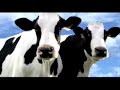 happy-cows-sheep-escape.html