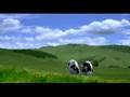 Happy Cows - sheep escape