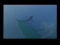 Say Not To Shark Fin Soup