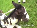 bébé paint horse black overo 2007 bébé paint horse black overo 2007