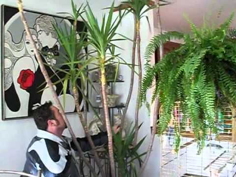 how to replant yucca cuttings