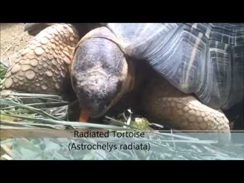 YouTube reptile video