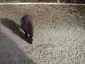 Curious Animal