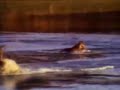 Amazing tiger hunting in water MTV