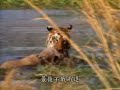 Amazing tiger hunting in water MTV