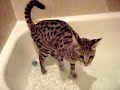 f-1 Savannah Cat in the Bath Tub