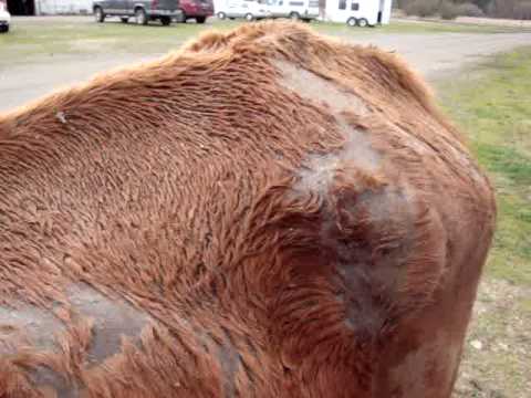 how to treat equine rain rot