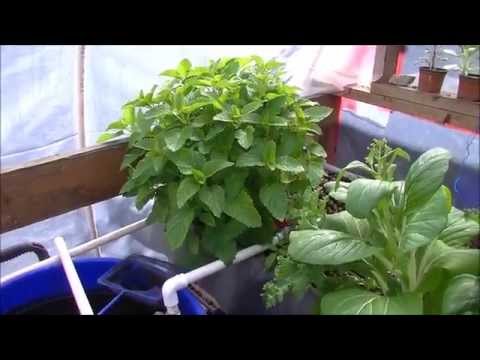 how to grow lemon balm