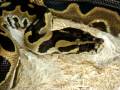 The BurmBall Burmese x Ball python Hybrid