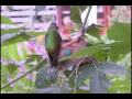 Hummingbird feeds her two babies