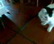 Gata re loca
