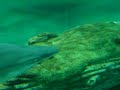 Oceanographic T�nel de cristal / Glass Tunnel