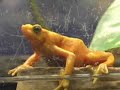 Cape May County Zoo - 2008 Year of the Frog