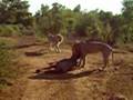 Lion Killing Wildebeast at Makanyane Lodge pt.1