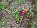 Fire Ant Hill Gets Firebombed With Firecrackers Fire Ant Hill Gets Firebombed With Firecrackers