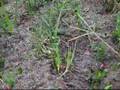 Fire Ant Hill Gets Firebombed With Firecrackers