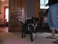 Crate Training - Building Drive Crate Training - Building Drive