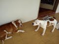 pit bull medroso pit bull medroso