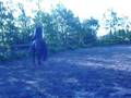 Faito -for sale