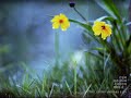 When the Love Falls - Yiruma When the Love Falls - Yiruma