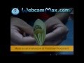 พับกระดาษรูปดอกไม้ญี่ปุ่น - YouTube