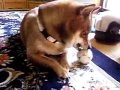 Click here to watch this video 柴犬もどきの華♪ 飽きっぽい姐さん♪