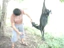 el carnero el carnero
