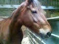 Brooke in her stable =]