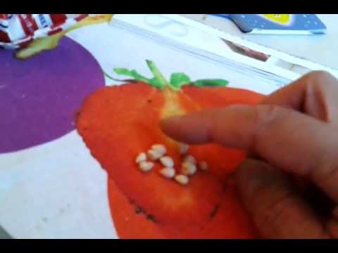 how to grow cherries