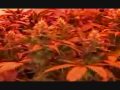 Mariuhana (Cannabis)