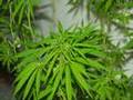 Mariuhana (Cannabis)
