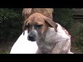 Wag On Inn Rescue Nov 19 2009 scatter beagle doxie male.MOD