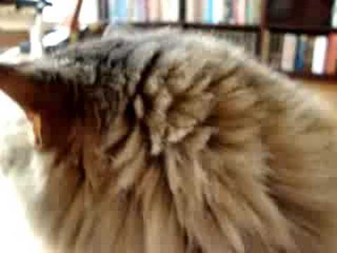 MAINE COON