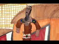 Haudenosaunee  and Colonial Voices part 2