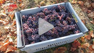 YouTube: Domaine Schmitt & Carrer Pinot Blanc 