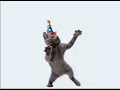 Dancing Party Cat