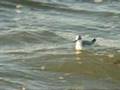 videos de grey phalarope - rosse franjepoot