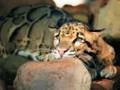 Big Cat Camp - Sabertooth Tiger