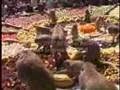 Thailand, Lop Buri: Monkey Food Fight Party Festival