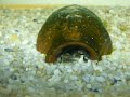 Avannotti pseudotropheus 10� 03-2008