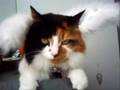Patches The Bunny-Cat