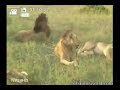 Unbelievable Rare WildLife Footage!!