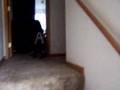 Doberman puppy can't do stairs
