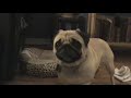 Pug dog