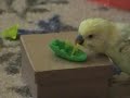 A day in budgie kingdom